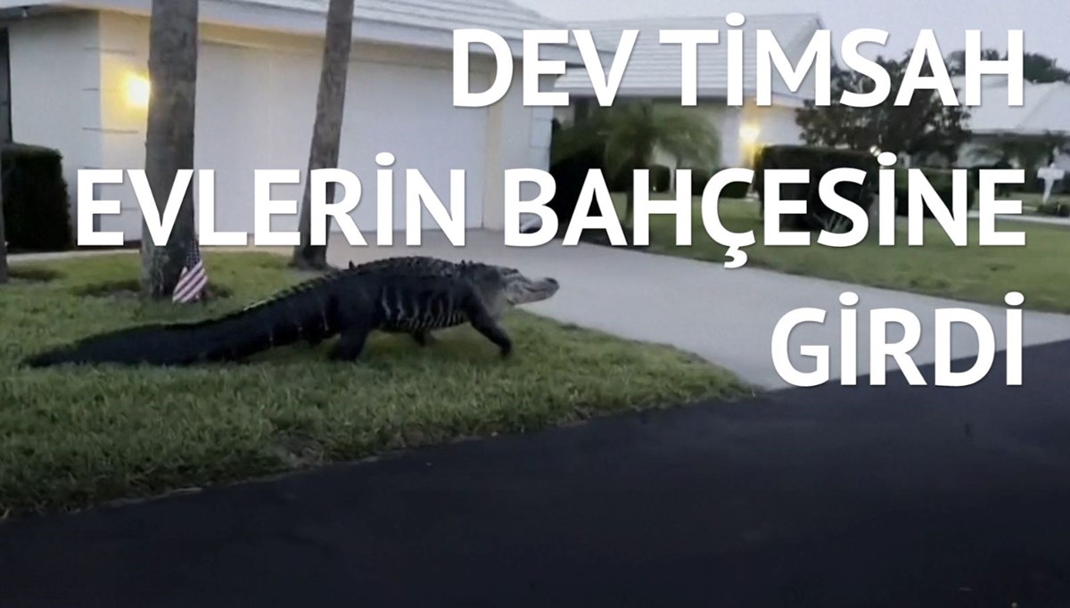 Bahçede dev bir timsah görenler ne yapacağını şaşırdı