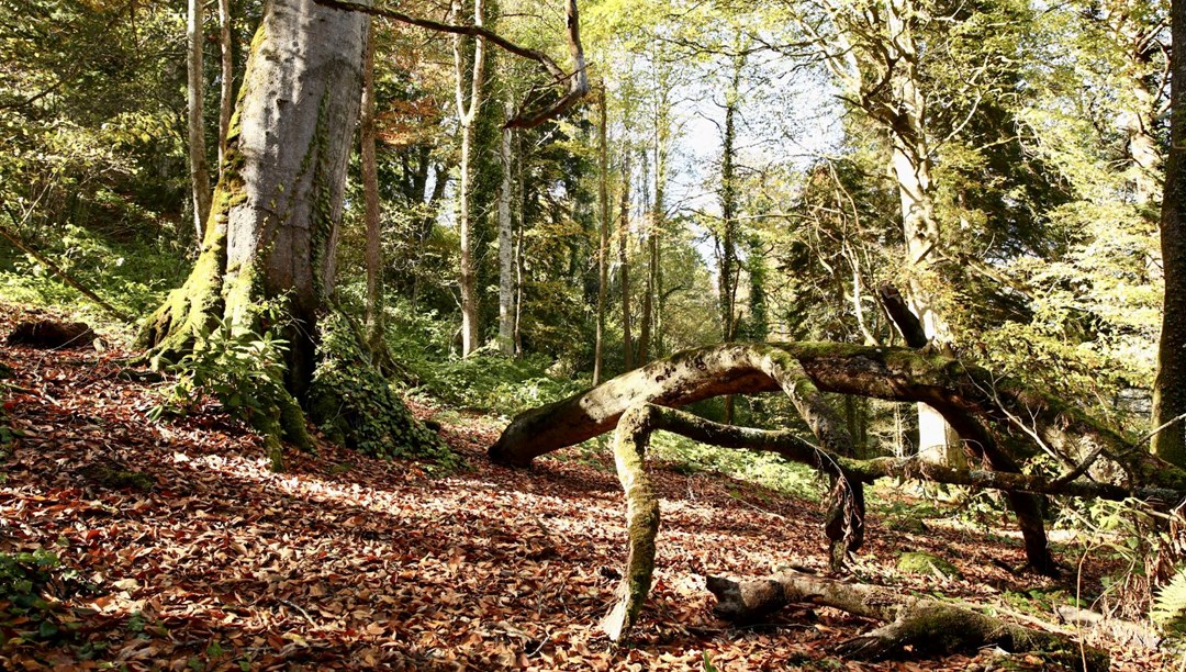 Doğal güzellikleriyle ünlü: Doyumsuz manzarasıyla dikkat çekti