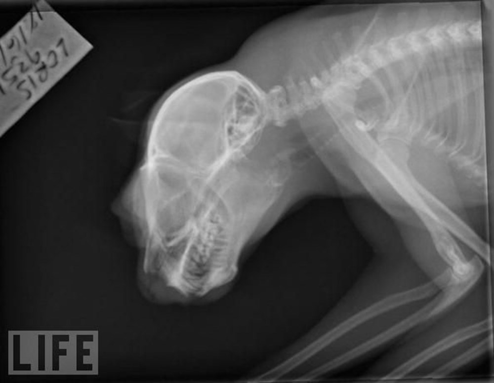 Hayatın röntgeni NTV Hayatın röntgeni NTV