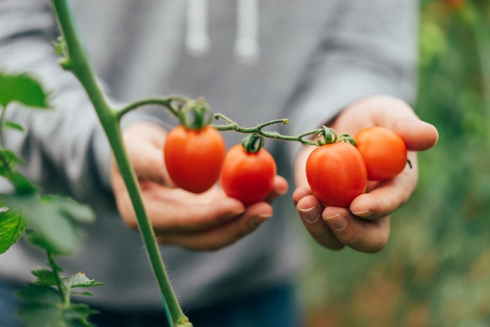 Kanseri önleyen ekmekten, tansiyon düşüren domatese: Genetiği değiştirilmiş gıdalar insanlığın geleceğini kurtarabilir mi? - 16