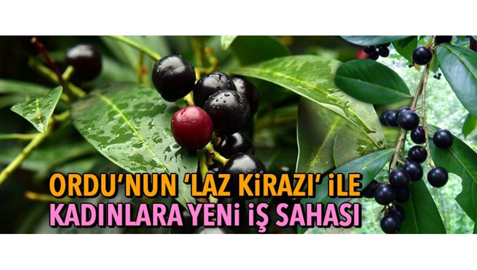Perşembeli kadınlar ABC deterjan ile 'Laz Kirazı' için işbirliği yaptı (Taflan projesi yeni istihdam fırsatı açacak)