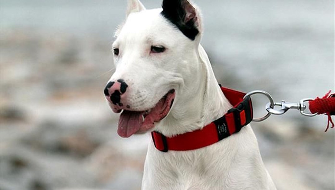 Danıştay�dan �tehlikeli köpek� kararı Son Dakika Türkiye Haberleri