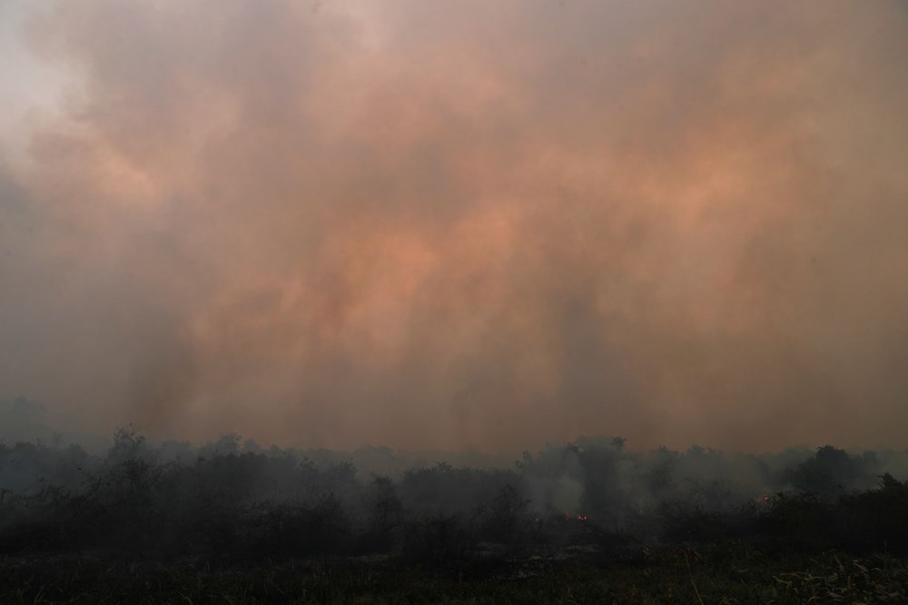 Brezilya’da vahşi yaşamı kurtarmak için yangınla kıyasıya yarış - 2