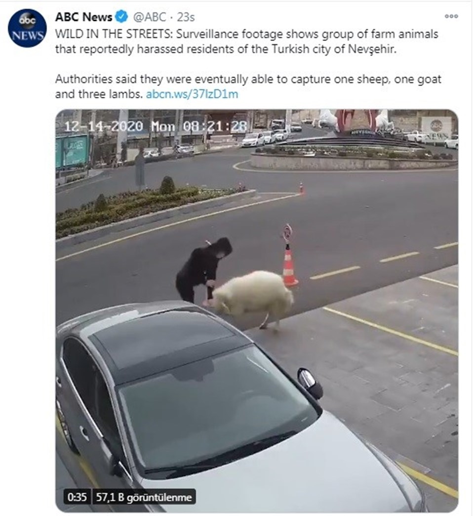 Nevşehir Belediyesi'nin 1 koyun,1 keçi, 3 kuzu tarafından esir alınması dünya basınında - 3
