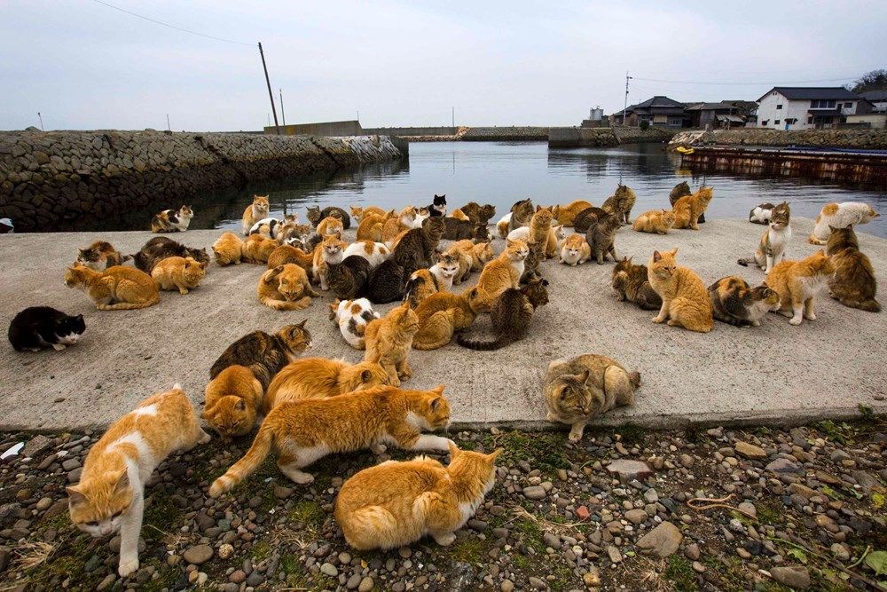 Japonya'daki kedi adası: Aoshima - 8