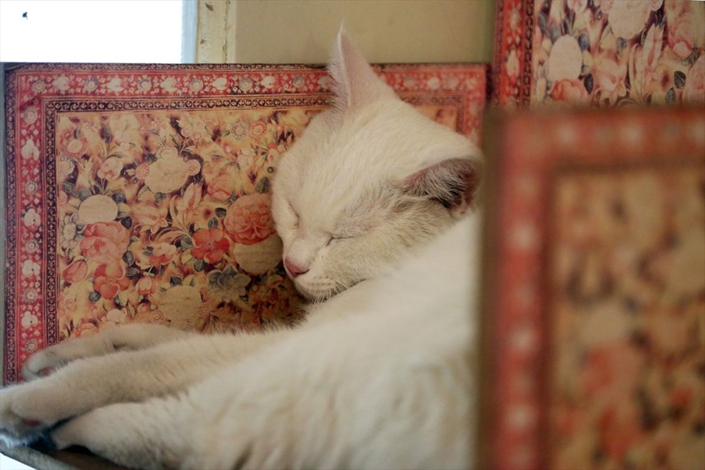 Onlarca kediye ev sahipliği yapan sıra dışı 'Kedi Müzesi' - 25