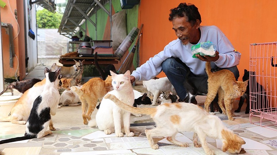 Kedi sevgisi yuva sahibi yaptı NTV