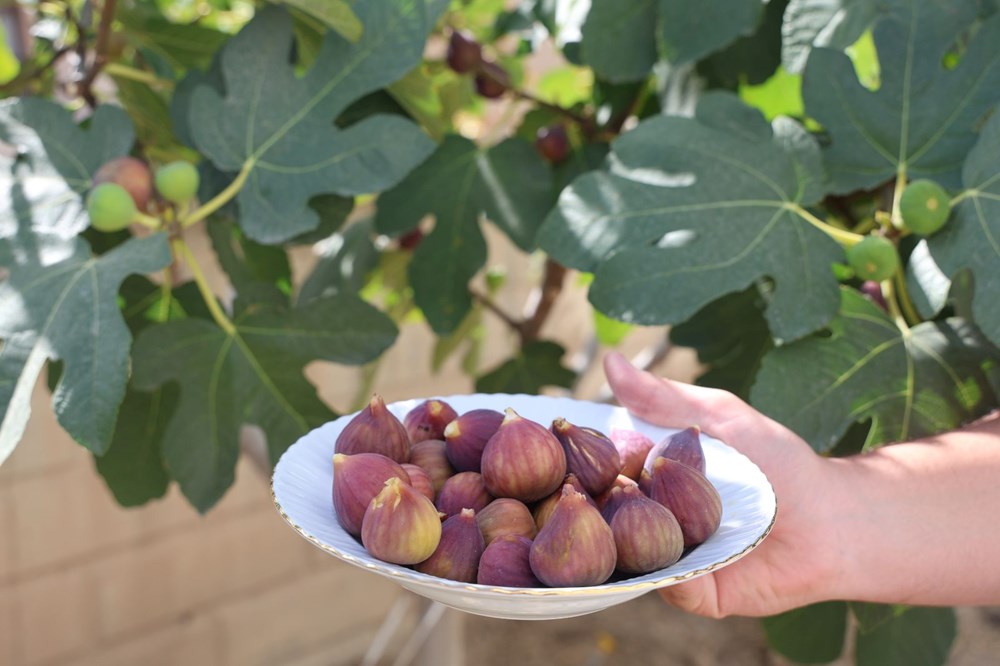 Konya'da yetişmesi zor olan meyveyi apartman bahçesinde yetiştirdi - 4