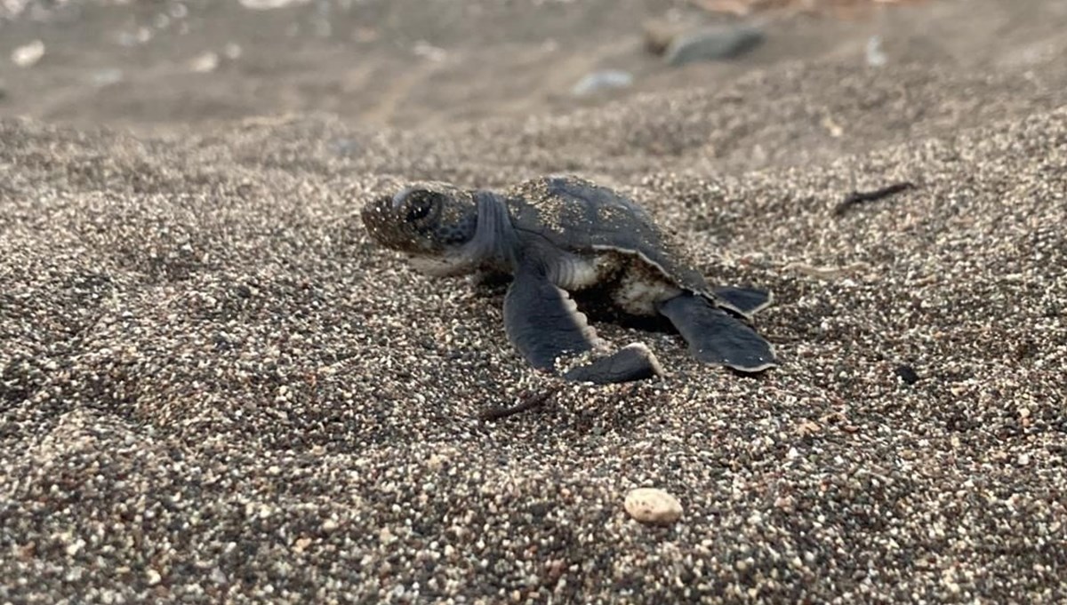 200 binden fazla caretta caretta Akdeniz’le buluşacak: İlk yavrular çıktı