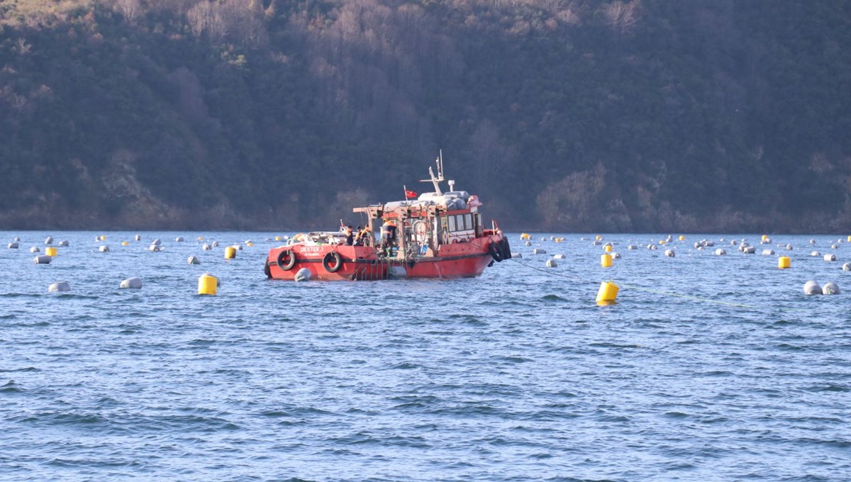Midye çiftlikleri bir taşla iki kuş vuracak