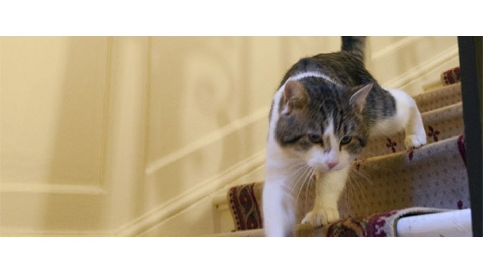 Larry kedi olalı bir fare tuttu