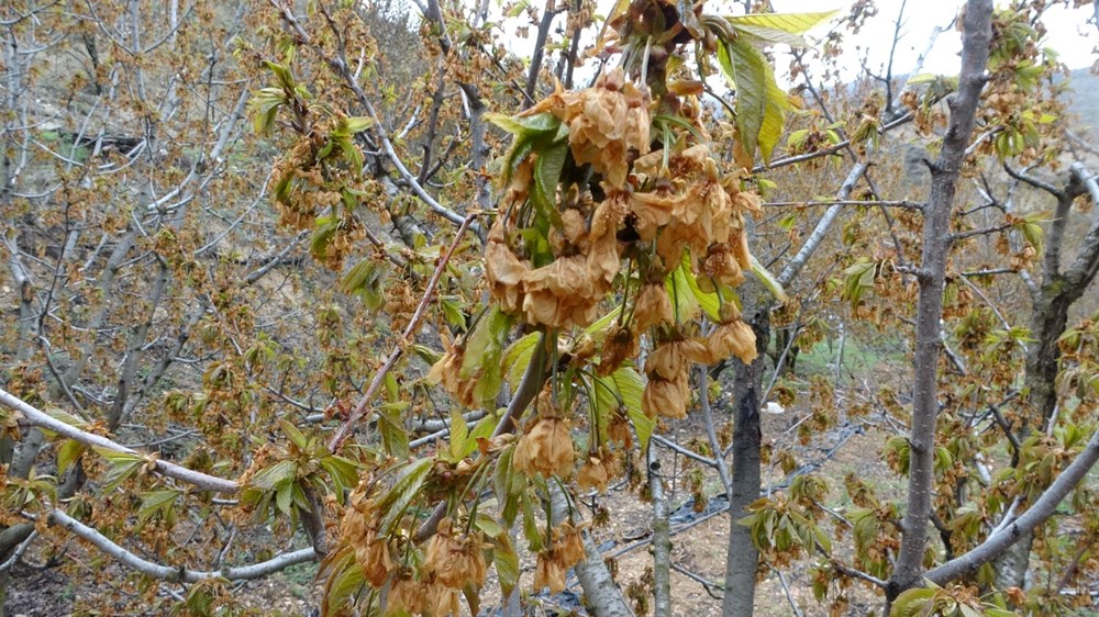 Üreticiler ciddi kayıp yaşıyor: Zirai don albastı kirazını da vurdu - 3