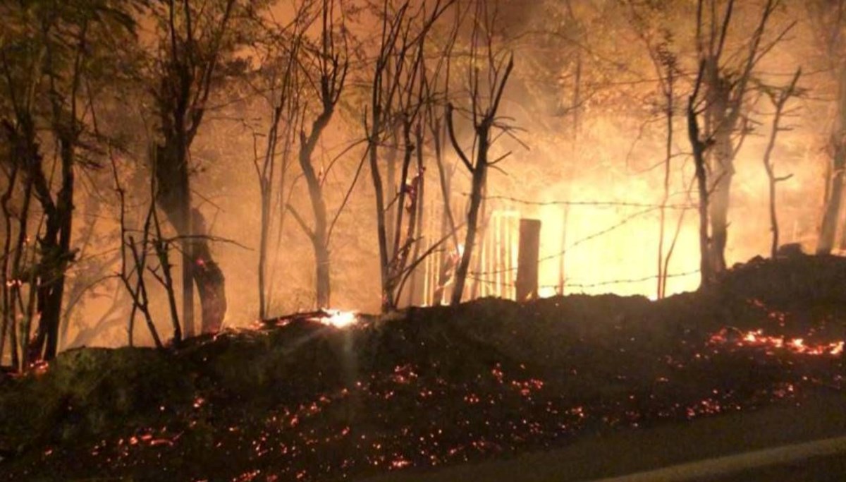 Yol kenarındaki ağaçlar yandı