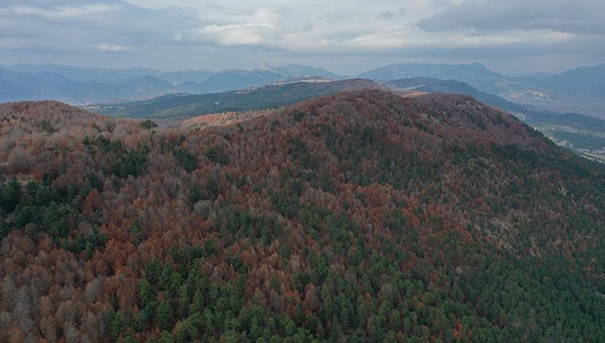 Andırın'daki kayın ormanları sonbaharda ziyaretçilerini ağırlıyor Andırın'daki kayın ormanları sonbaharda ziyaretçilerini ağırlıyor