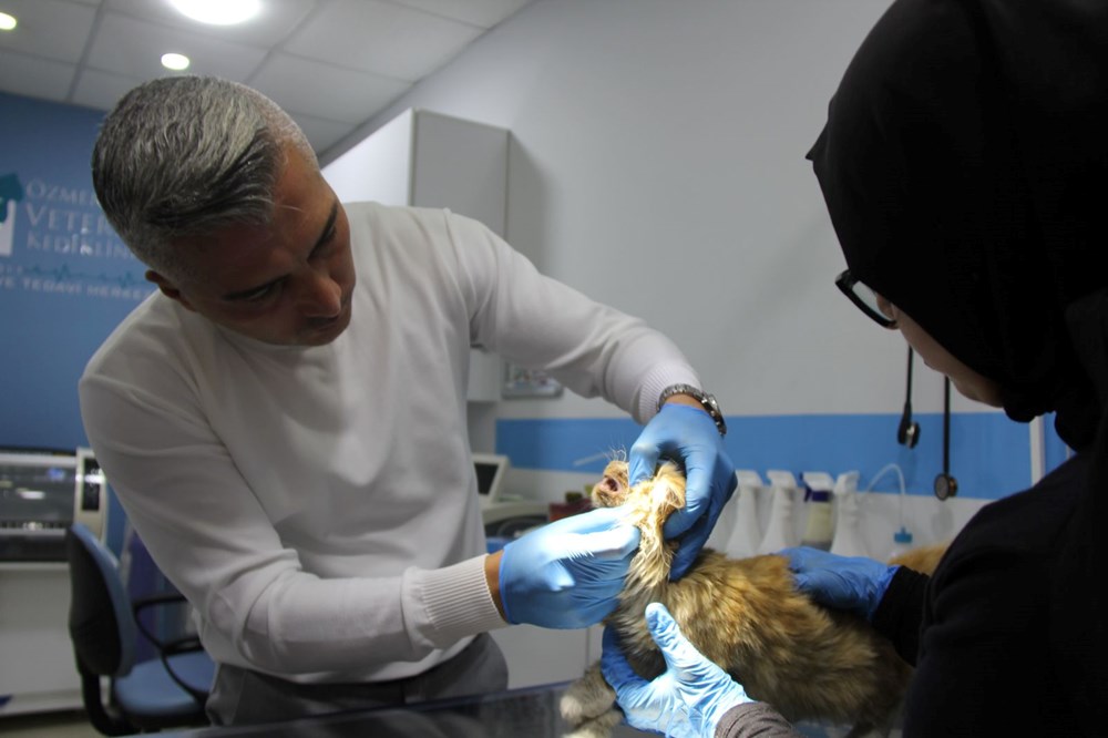 Yavru kedide AIDS tespit edildi - 3