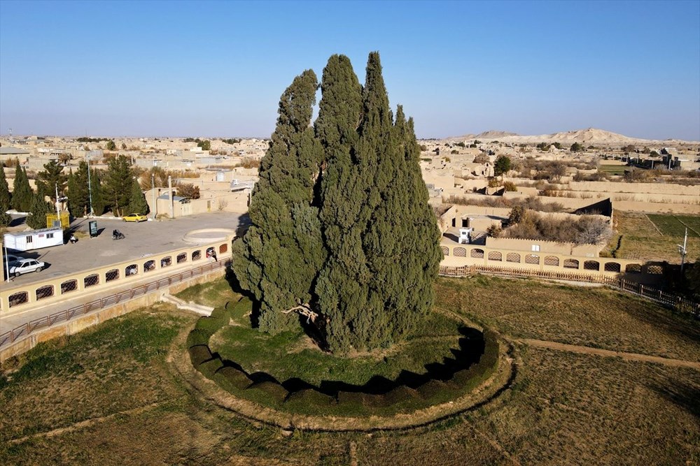 İran'ın en yaşlı ağacı Dünya Mirası Listesi'ne girmeyi bekliyor - 2