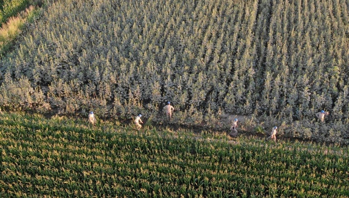Aydın'da uyuşturucu operasyonu