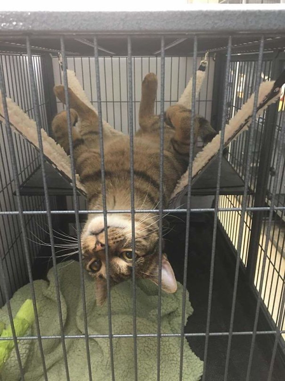 hayvan barinaklari gonullulerinden