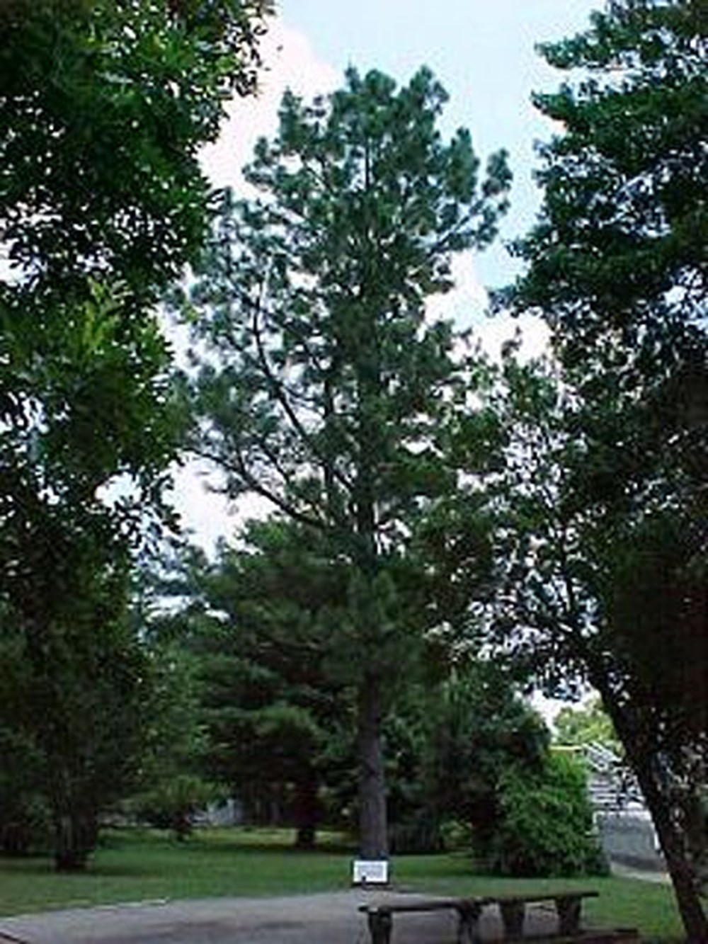 NASA has published a map of the Moon trees after 50 years - 7