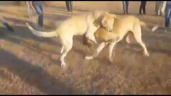 kopekleri acimasizca dovusturup kameraya kaydettiler ntv