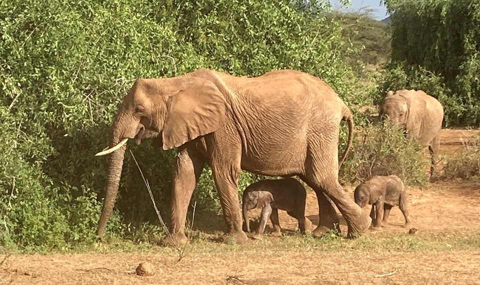 Kenya’da nadir olay: Fil ikiz doğurdu - 1
