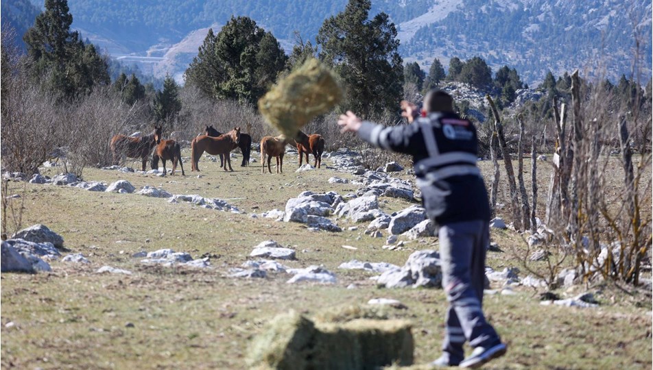 Antalya'da yılkı atlarına saman ve yonca bırakıldı