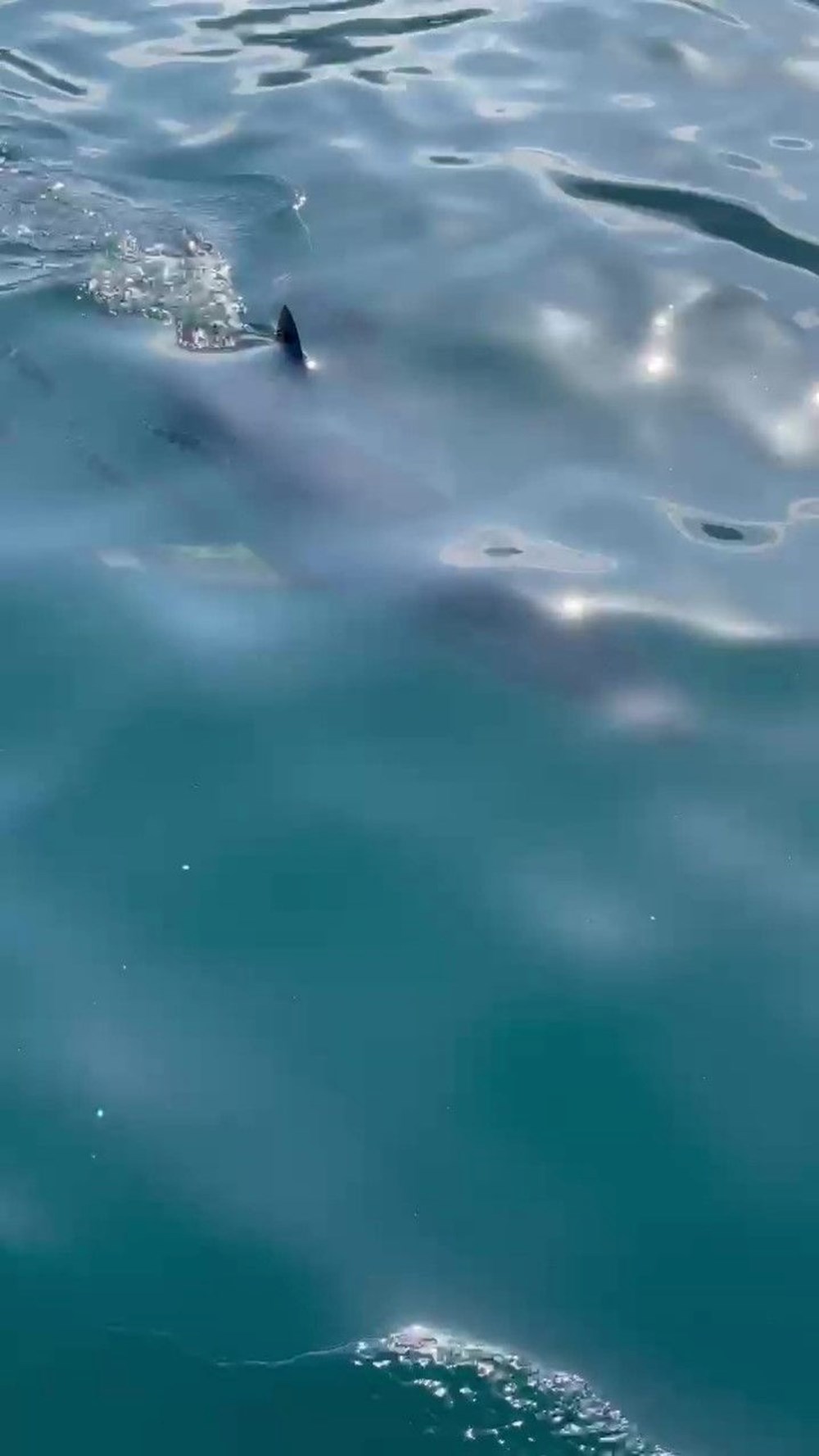 Yavru köpek balığı tekneye saldırdı: ''Akdeniz'de böylesini hiç görmemiştim'' 71 t6mlWhrvC0GfwTMMvefpIA