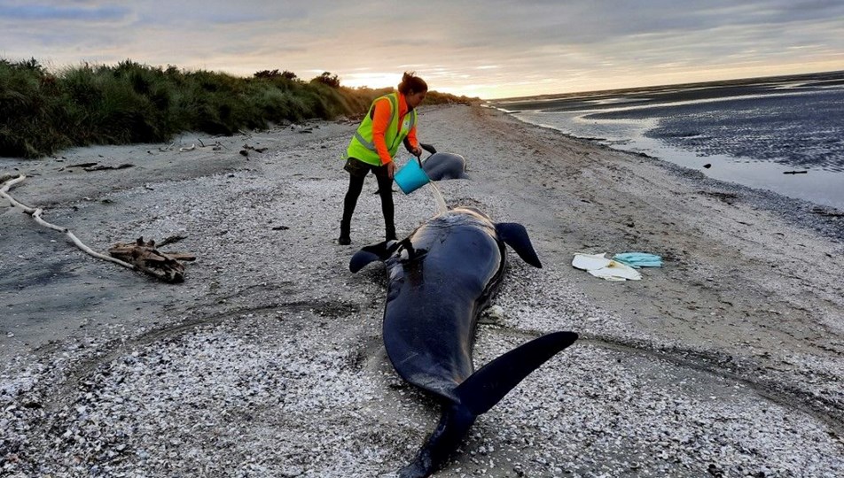 Yeni Zelanda'da 36 balina karaya vurdu