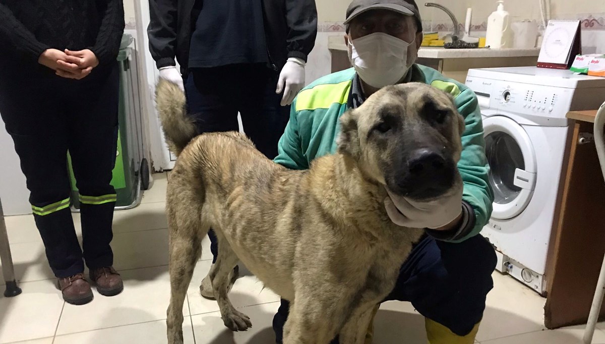 Mersin'de hareket halindeki araca köpek bağlayan kişiye para cezası