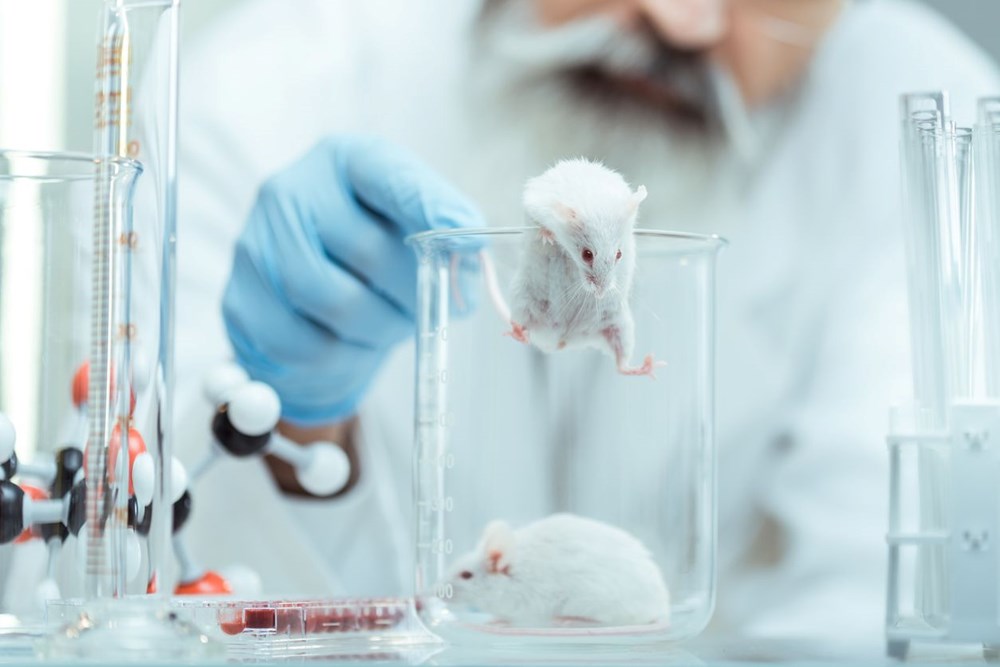Çığır açacak gelişme: İnsan beyin hücreleri farelere nakledildi - 5