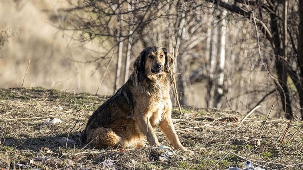 Sahipsiz köpek düzenlemesi: Teklif Genel Kurul'dan geçerek yasalaştı - 11