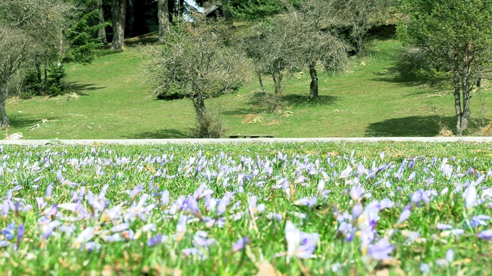 Müjdelenen Bahar: Çiğdemler Uyandı 75 tADXjwqvf0 7QrGZuG9uSg