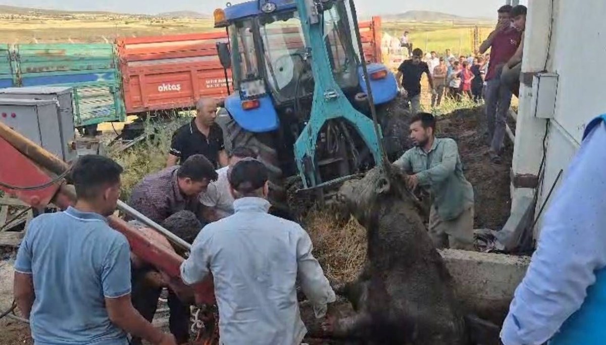 Boğa, foseptik çukuruna düştü