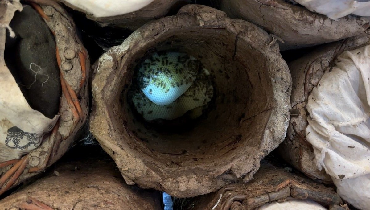 Fiyatı 2 bin 500 TL:  Dağlarda zorlu hasat başladı