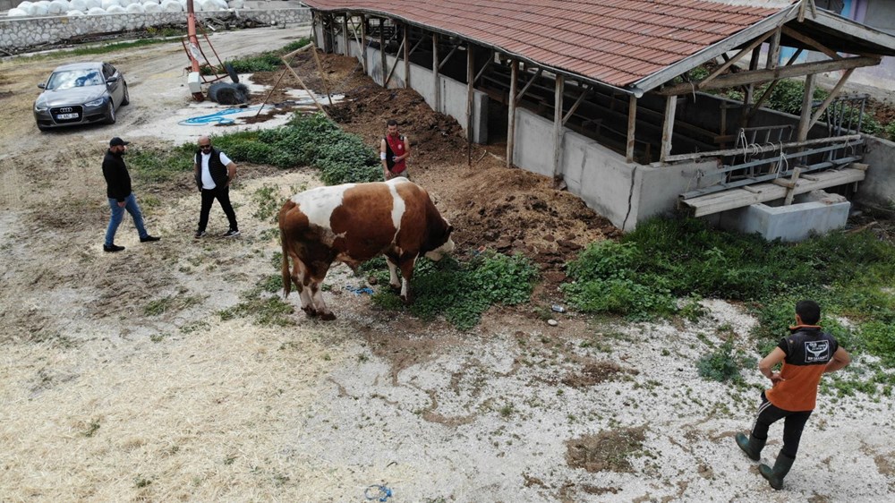 1,65 tonluk dev kurbanlık ilgi çekiyor - 6