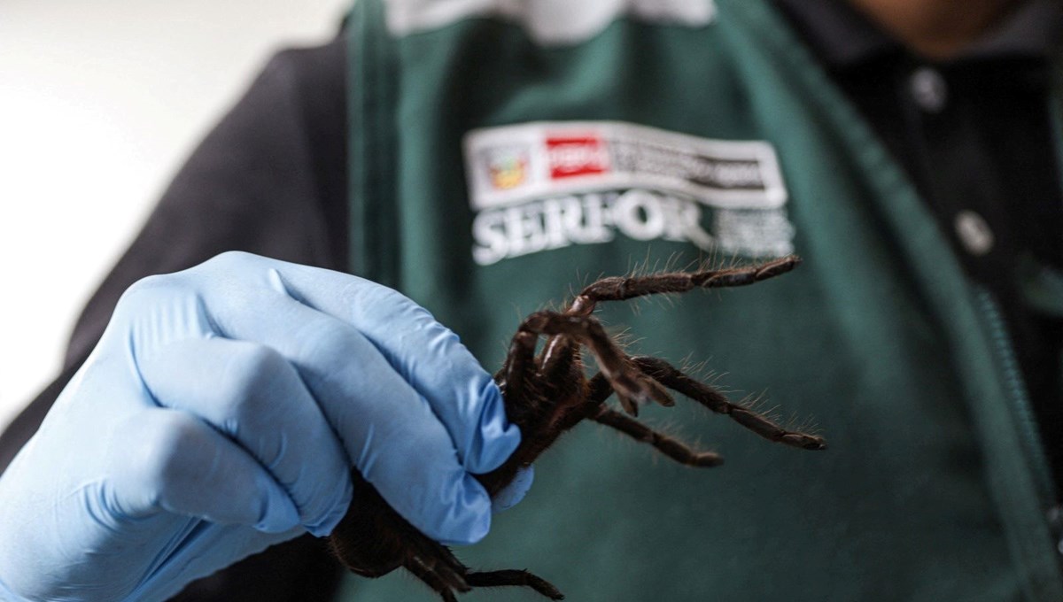 Havalimanında tarantula operasyonu: Üzerinde yüzlerce egzotik hayvanla yakalandı Havalimanında tarantula operasyonu: Üzerinde yüzlerce egzotik hayvanla yakalandı