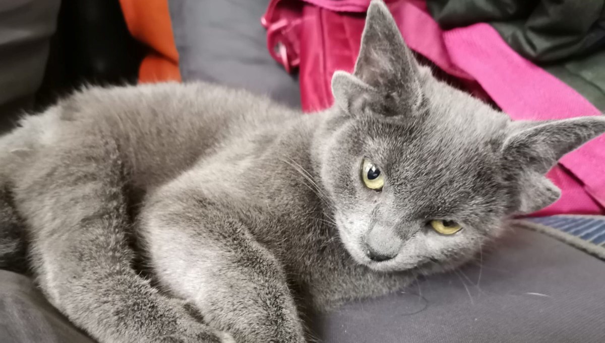 4 kulaklı Midas, sokak hayvanlarına umut olacak