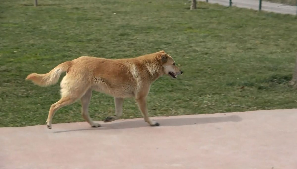 İstanbul'da sokak köpekleri çocuklara saldırdı