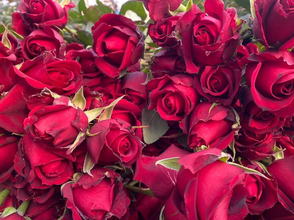 Sevgililer Günü gül üreticisinin yüzünü güldürecek: Demeti 800 TL'den başlıyor - 3