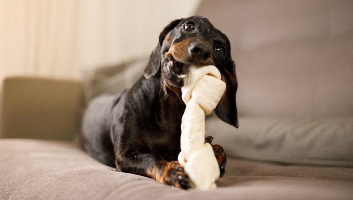 Köpekler oyuncaklarına bağımlılık geliştiriyor