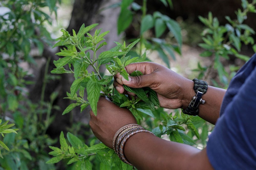 Zumbani, the plant that African country hopes for: If we didn't use it, we would be dead - 2
