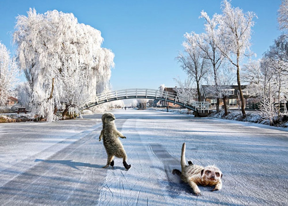 Ноябрь юмор. Последний день зимы животные. Фотоприколы с началом зимы. Сурикат зимой. Позитив конец зимы.