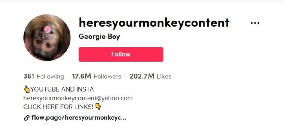 17,6 milyon takipçili TikTok fenomeni maymun George hayatını kaybetti - 1