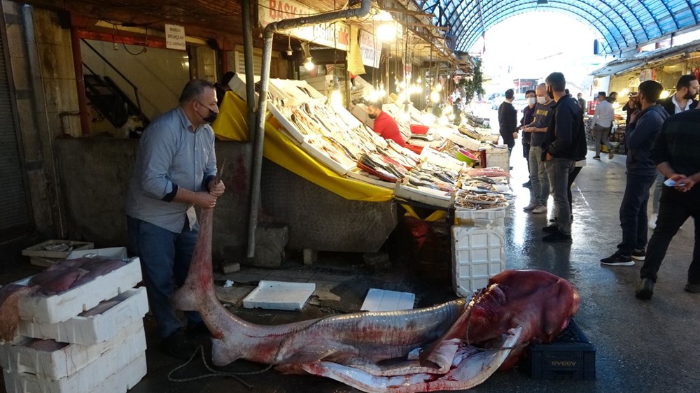 5 metre uzunluğunda ve 400 kilogram ağırlığında dev 'pamuk' cinsi köpek balığı yakaladı - 6