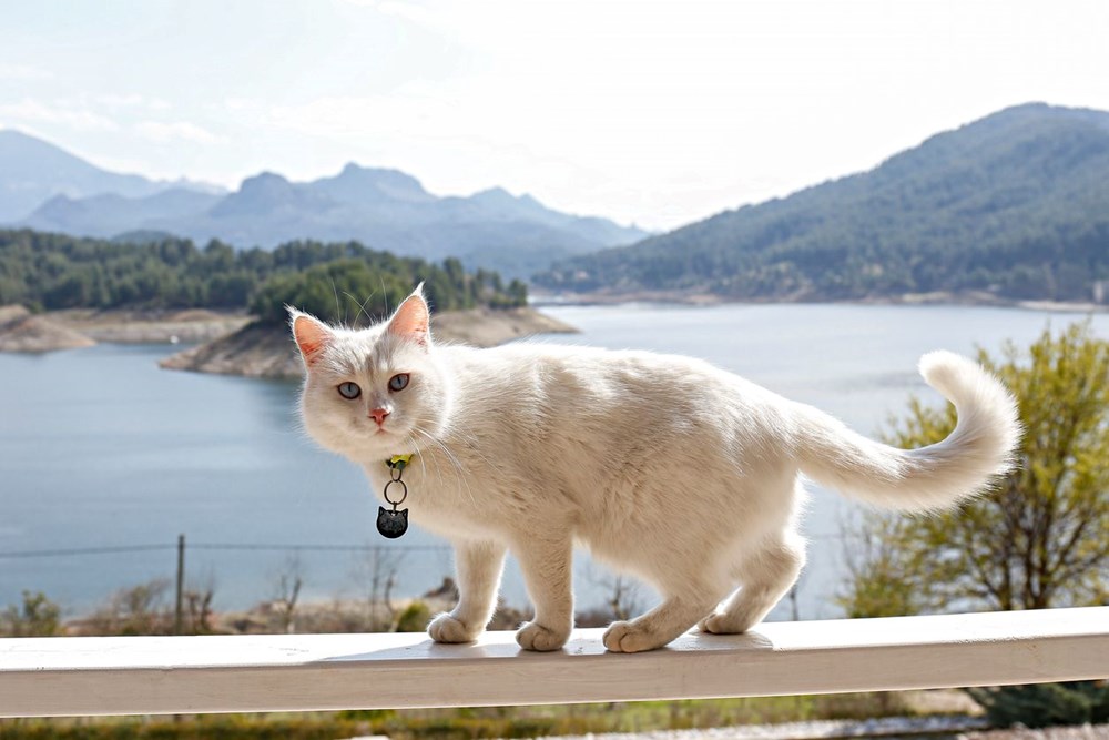 Bilim insanları en güzel ve en çirkin kedi türlerini açıkladı (Türkiye'ye özgü iki kedi türü listede) - 9