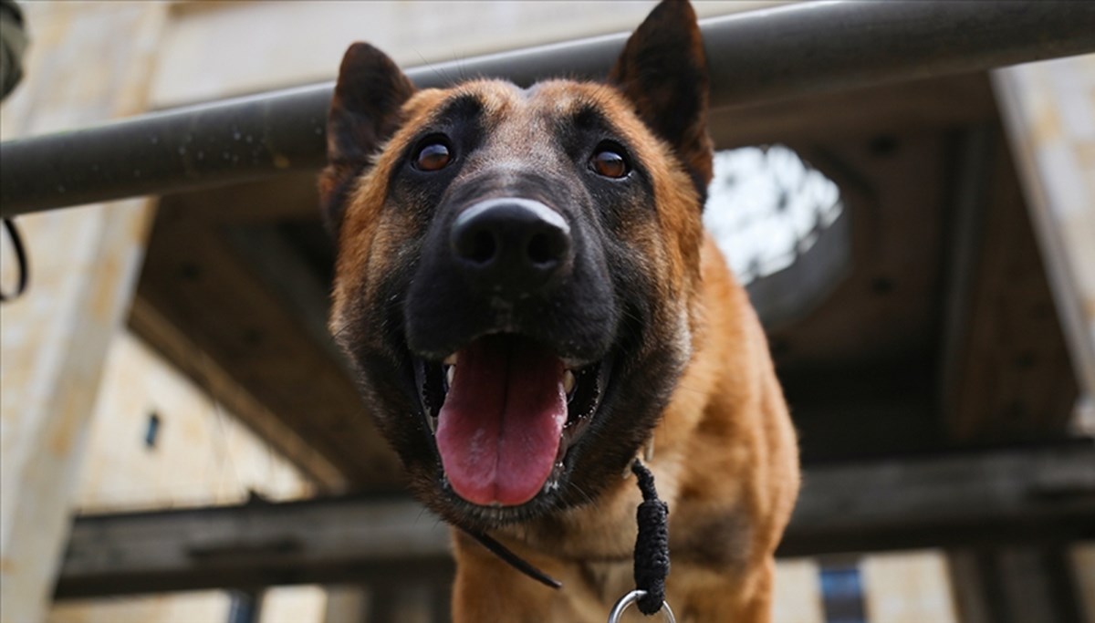 Zehirli mısır unu alarmı! 400 köpeğin ölümüne neden oldu