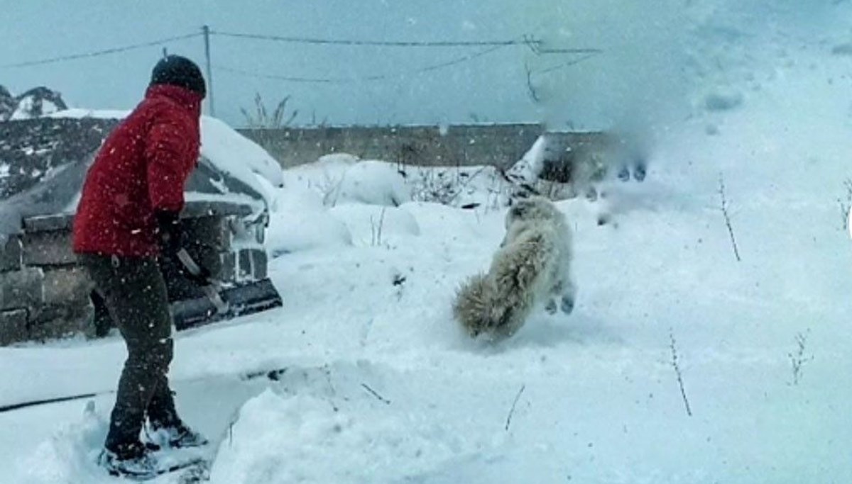 Bitlis'te köpeğin drone ile imtihanı kamerada