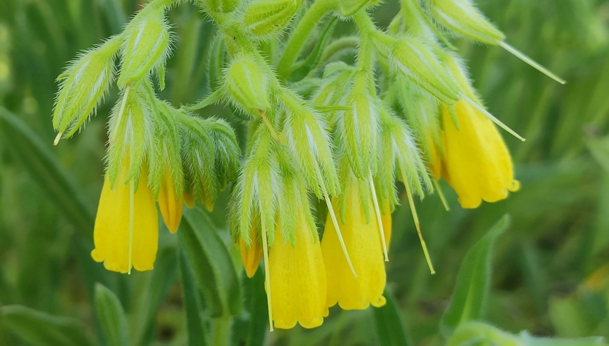 Finlandiya kökenli dergide yayımlandı