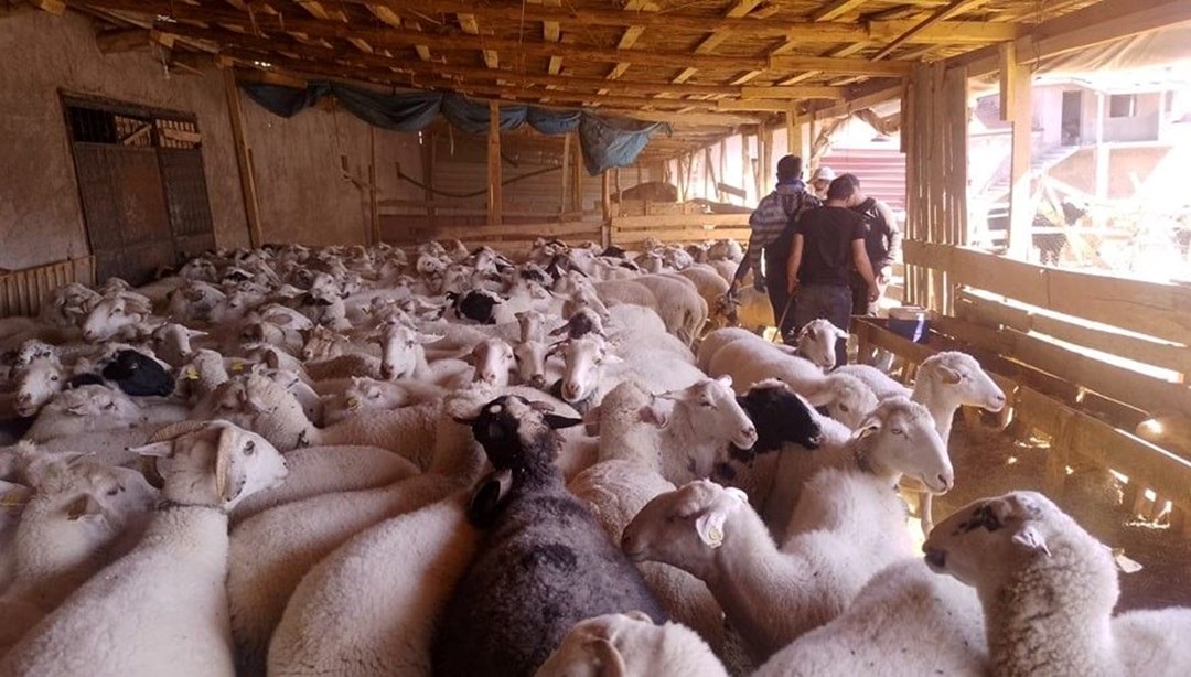 Afyonkarahisar'da şap ve brusella aşısı yapıldı