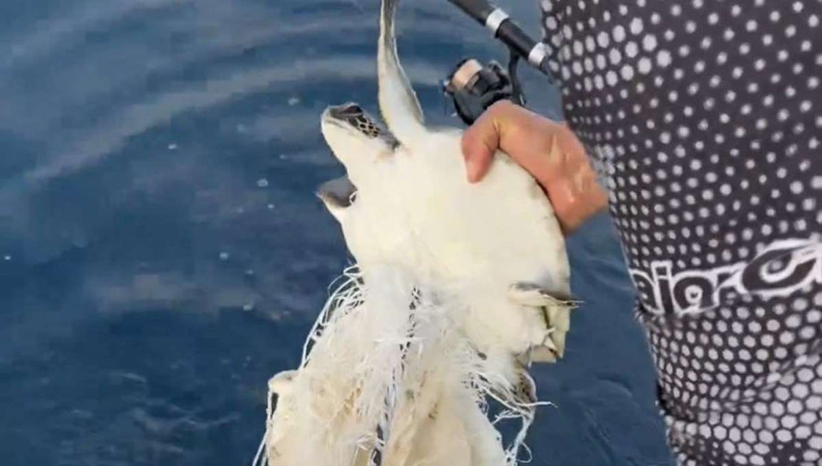 Çuvala takılan caretta caretta kurtarıldı Çuvala takılan caretta caretta kurtarıldı
